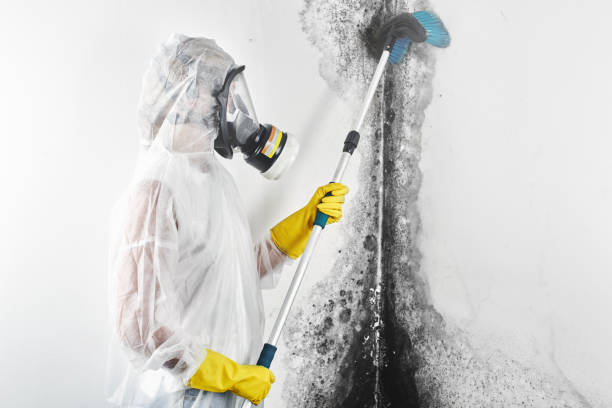 Best Environmental Consulting for Mold Prevention  in Lakeland, TN