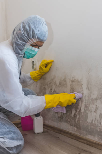 Best Crawl Space Mold Remediation  in Lakeland, TN