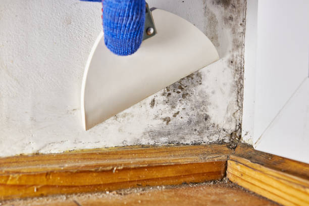 Best Biohazard Mold Removal  in Lakeland, TN